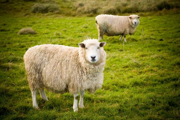 sheep as viking livestock